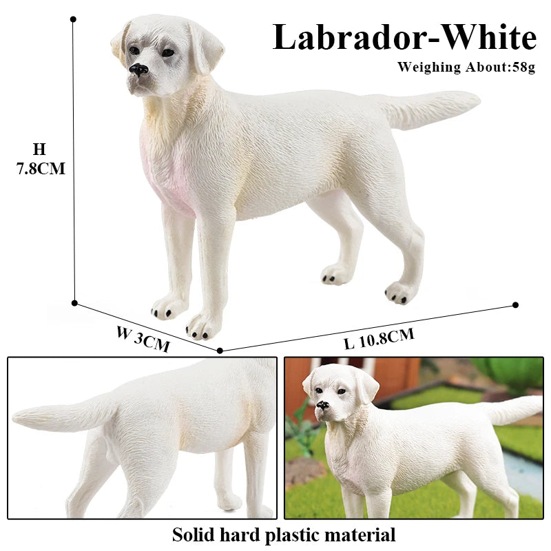 The Canine Couture Collection