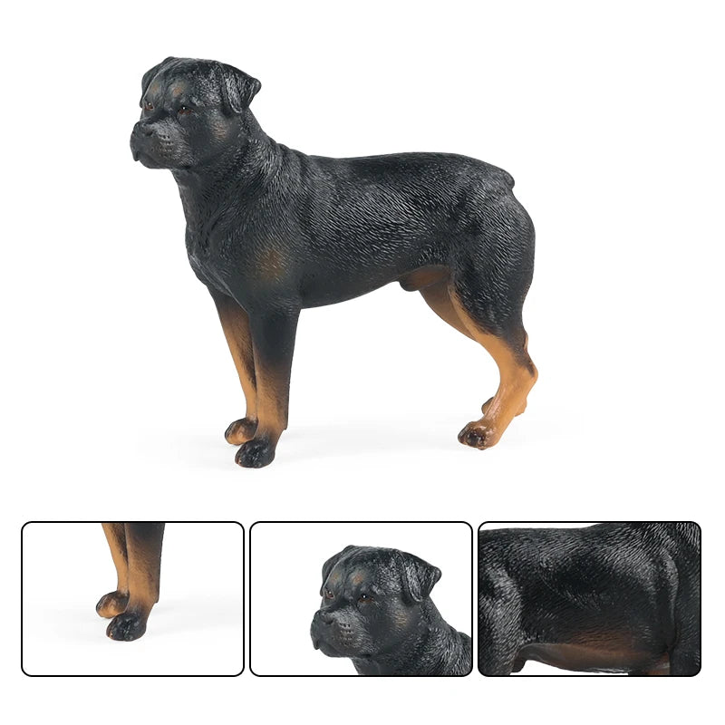 The Canine Couture Collection